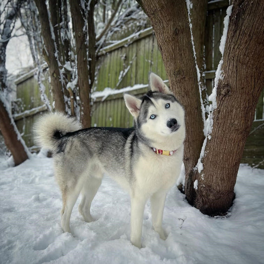 Cold Weather Safety Tips for Dog Owners