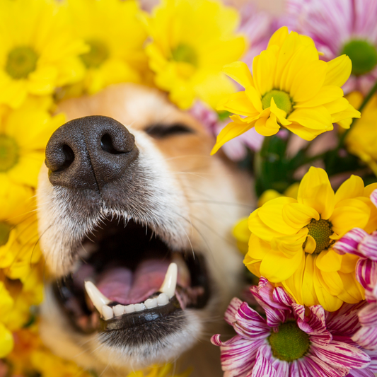 Surviving the Season: Home Remedies For Your Dog's Seasonal Allergies