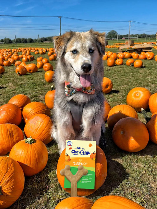 Can My Fur Friend Join the Fall Craze?