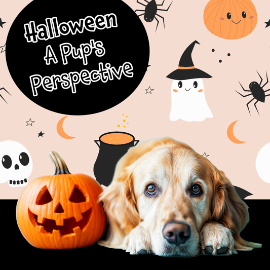 Halloween – A Pup’s Perspective