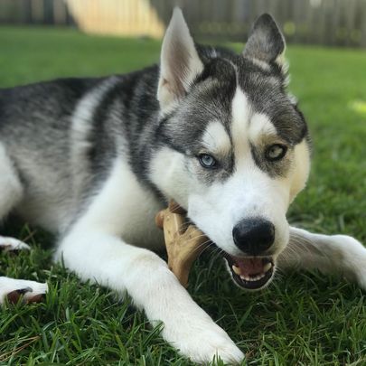 Why Give Dogs Chew Toys?