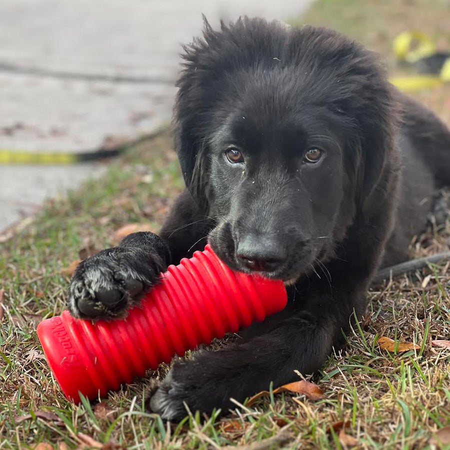 Ems Paws Krunch’ems Crunchy Dog Chew Toys | Interactive Dog Chews by Chew’ems ...
