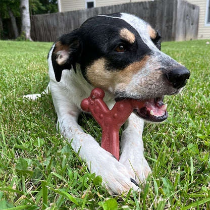 A happy dog lying on grass and chewing on a red plastic chew toy.